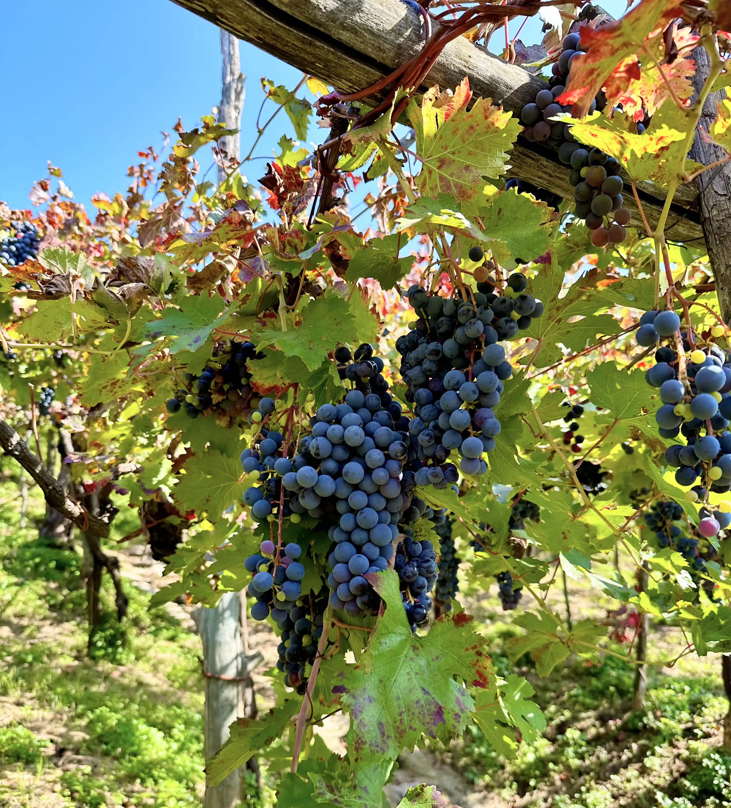 Посещение семейной винодельни